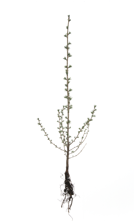 Sibirisk lärk fotograferad planta